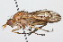  (Tetanocera vicina - 08TTML-0606)  @15 [ ] CreativeCommons - Attribution (2009) Unspecified Centre for Biodiversity Genomics