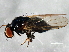  (Lonchaea ragnari - 08TTML-1900)  @13 [ ] CreativeCommons - Attribution (2010) CBG Photography Group Centre for Biodiversity Genomics