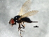  ( - 08TTML-1971)  @13 [ ] CreativeCommons - Attribution (2010) CBG Photography Group Centre for Biodiversity Genomics