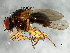  ( - 08TTML-1977)  @14 [ ] CreativeCommons - Attribution (2010) CBG Photography Group Centre for Biodiversity Genomics