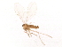  ( - 08TTML-2063)  @12 [ ] CreativeCommons - Attribution (2010) CBG Photography Group Centre for Biodiversity Genomics