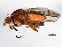  (Atrichomelina - 08TTML-2358)  @14 [ ] CreativeCommons - Attribution (2010) CBG Photography Group Centre for Biodiversity Genomics