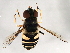  (Eristalis transversa - 08TTML-2401)  @14 [ ] CreativeCommons - Attribution (2010) CBG Photography Group Centre for Biodiversity Genomics