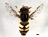  ( - 08TTML-2407)  @13 [ ] CreativeCommons - Attribution (2010) CBG Photography Group Centre for Biodiversity Genomics