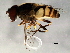  ( - 08TTML-2410)  @12 [ ] CreativeCommons - Attribution (2010) CBG Photography Group Centre for Biodiversity Genomics