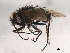  (Ptilodexia carolinensis - 08TTML-2437)  @14 [ ] CreativeCommons - Attribution (2010) CBG Photography Group Centre for Biodiversity Genomics