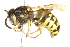  ( - BIOUG00835-B10)  @14 [ ] CreativeCommons - Attribution (2011) CBG Photography Group Centre for Biodiversity Genomics