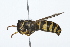  ( - 08TTML-0293)  @13 [ ] CreativeCommons - Attribution (2009) Unspecified Centre for Biodiversity Genomics