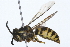  ( - 08TTML-0294)  @13 [ ] CreativeCommons - Attribution (2009) Unspecified Centre for Biodiversity Genomics