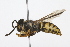  ( - 08TTML-0295)  @13 [ ] CreativeCommons - Attribution (2009) Unspecified Centre for Biodiversity Genomics