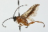  (Theronia hilaris - 08TTML-0390)  @14 [ ] CreativeCommons - Attribution (2009) Unspecified Centre for Biodiversity Genomics