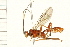  (Barytarbes honestus - 08TTML-0131)  @13 [ ] CreativeCommons - Attribution (2008) Unspecified Centre for Biodiversity Genomics