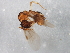  ( - BIOUG00827-B10)  @12 [ ] CreativeCommons - Attribution (2011) CBG Photography Group Centre for Biodiversity Genomics