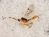  ( - BIOUG00827-F01)  @12 [ ] CreativeCommons - Attribution (2011) CBG Photography Group Centre for Biodiversity Genomics