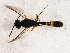  ( - BIOUG00827-G09)  @13 [ ] CreativeCommons - Attribution (2011) CBG Photography Group Centre for Biodiversity Genomics