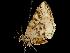  (Eufidonia convergaria - MNBTT-698)  @14 [ ] CreativeCommons - Attribution (2010) Unspecified Centre for Biodiversity Genomics