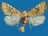  (Xanthia sulphurago - FG108)  @11 [ ] Unspecified (default): All Rights Reserved  Unspecified Unspecified