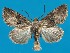 ( - FG121)  @11 [ ] Unspecified (default): All Rights Reserved  Unspecified Unspecified
