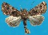  (Hadena rivularis - FG151)  @11 [ ] Unspecified (default): All Rights Reserved  Unspecified Unspecified