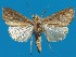  (Mythimna obsoleta - FG161)  @11 [ ] Unspecified (default): All Rights Reserved  Unspecified Unspecified