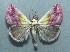  (Eublemma purpurina - FG056)  @14 [ ] Unspecified (default): All Rights Reserved  Unspecified Unspecified