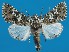  (Lamprosticta - FG069)  @14 [ ] Unspecified (default): All Rights Reserved  Unspecified Unspecified