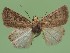  (Hoplodrina trigrammica - FG081)  @14 [ ] Unspecified (default): All Rights Reserved  Unspecified Unspecified