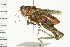  ( - 08BBORTH-0241)  @13 [ ] CreativeCommons - Attribution (2008) Unspecified Centre for Biodiversity Genomics