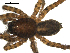  (Arctosa cf. leopardus - 01-KADIR-B05)  @13 [ ] CreativeCommons - Attribution  Gergin Blagoev, Centre for Biodiversity Genomics Centre for Biodiversity Genomics