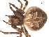  ( - 02-KADIR-A08)  @13 [ ] CreativeCommons - Attribution  Gergin Blagoev, Centre for Biodiversity Genomics Centre for Biodiversity Genomics