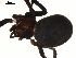  ( - 03-KADIR-D02)  @12 [ ] CreativeCommons - Attribution  Gergin Blagoev, Centre for Biodiversity Genomics Centre for Biodiversity Genomics