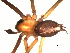  ( - 03-KADIR-D08)  @12 [ ] CreativeCommons - Attribution  Gergin Blagoev, Centre for Biodiversity Genomics Centre for Biodiversity Genomics