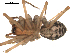  ( - 03-KADIR-F11)  @12 [ ] CreativeCommons - Attribution  Gergin Blagoev, Centre for Biodiversity Genomics Centre for Biodiversity Genomics