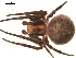  ( - 04-KADIR-D12)  @13 [ ] CreativeCommons - Attribution (2010) Gergin Blagoev, Centre for Biodiversity Genomics Centre for Biodiversity Genomics