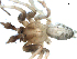  (Tegenaria pagana - 04-KADIR-E07)  @12 [ ] CreativeCommons - Attribution (2010) Gergin Blagoev, Centre for Biodiversity Genomics Centre for Biodiversity Genomics