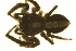  (Sitticus - 05-KADIR-A06)  @13 [ ] CreativeCommons - Attribution (2010) Gergin Blagoev, Centre for Biodiversity Genomics Centre for Biodiversity Genomics