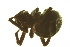  ( - 05-KADIR-B05)  @12 [ ] CreativeCommons - Attribution (2010) Gergin Blagoev, Centre for Biodiversity Genomics Centre for Biodiversity Genomics