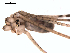  ( - 06-KADIR-H10)  @12 [ ] CreativeCommons - Attribution  Gergin Blagoev, Centre for Biodiversity Genomics Unspecified