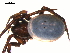  ( - BGSPI-02-H05)  @12 [ ] CreativeCommons - Attribution  Gergin Blagoev, Centre for Biodiversity Genomics Centre for Biodiversity Genomics