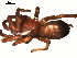  ( - BGSPI-03-E03)  @13 [ ] CreativeCommons - Attribution  Gergin Blagoev, Centre for Biodiversity Genomics Centre for Biodiversity Genomics