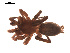  (Haplodrassus silvestris - BIOUG00174-G01)  @13 [ ] Copyright  G. Blagoev 2010 Unspecified