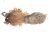  (Tegenaria percuriosa - BIOUG00198-A01)  @12 [ ] Copyright  G. Blagoev 2010 Unspecified