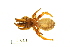  (Ctenizidae - BIOUG00198-D11)  @13 [ ] Copyright  G. Blagoev 2010 Unspecified