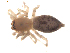  (Clubiona comta - BIOUG00525-F11)  @13 [ ] Copyright  G. Blagoev 2010 Unspecified