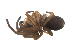  ( - BIOUG00525-G06)  @12 [ ] Copyright  G. Blagoev 2010 Unspecified