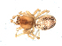  ( - CCDB-08491-E12)  @12 [ ] CreativeCommons - Attribution (2010) Gergin Blagoev, Centre for Biodiversity Genomics Centre for Biodiversity Genomics
