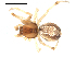  ( - CCDB-08491-F06)  @13 [ ] CreativeCommons - Attribution (2010) Gergin Blagoev, Centre for Biodiversity Genomics Centre for Biodiversity Genomics