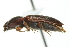  (Hypnoidus bicolor - 09PROBE-CV039)  @14 [ ] CreativeCommons - Attribution (2010) CBG Photography Group Centre for Biodiversity Genomics