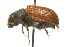  ( - 09PROBE-CV067)  @11 [ ] CreativeCommons - Attribution (2010) CBG Photography Group Centre for Biodiversity Genomics