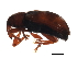  (Ellescus ephippiatus CHU1 - MTCOL-0015)  @14 [ ] CreativeCommons - Attribution (2009) Unspecified Centre for Biodiversity Genomics